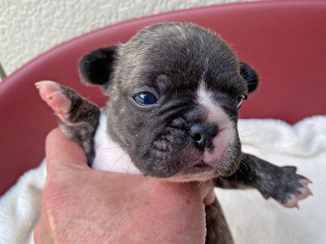 フレンチブルドッグ