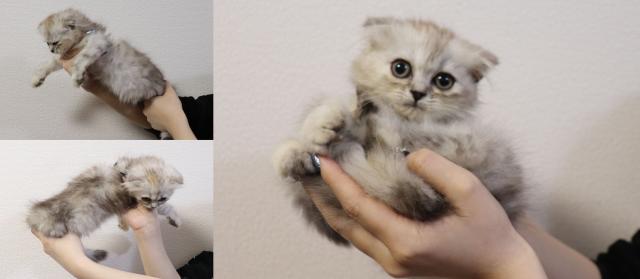 スコティッシュフォールド