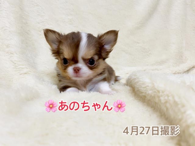 チワワ（ロングコート）