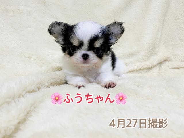 チワワ（ロングコート）