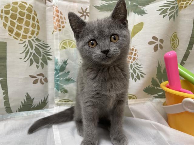 ブリティッシュショートヘア