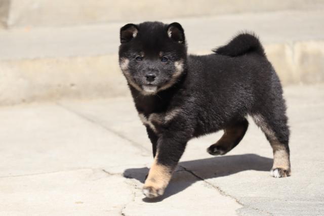 柴犬