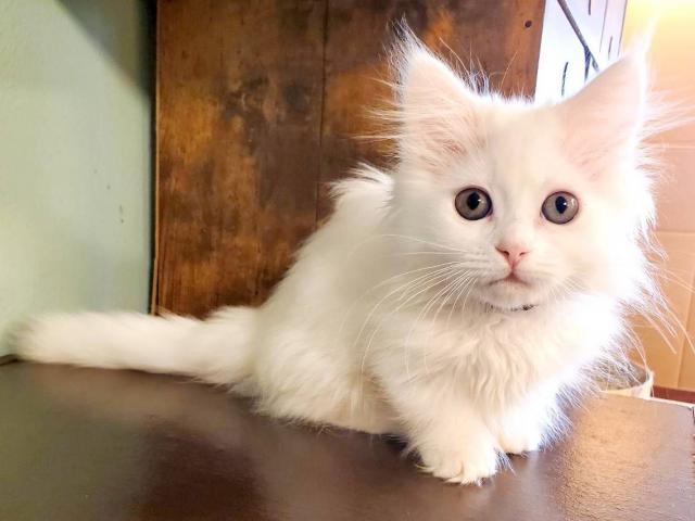 猫カフェ 猫日和 (栃木県) - 子犬や子猫たちのペット販売情報が満載