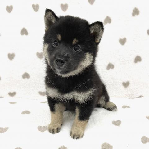 柴犬
