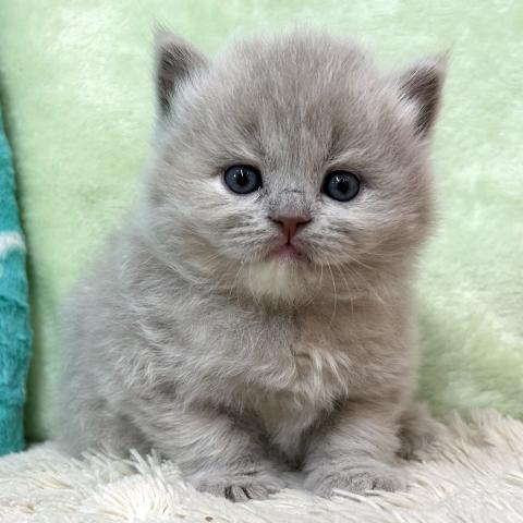 ブリティッシュショートヘア