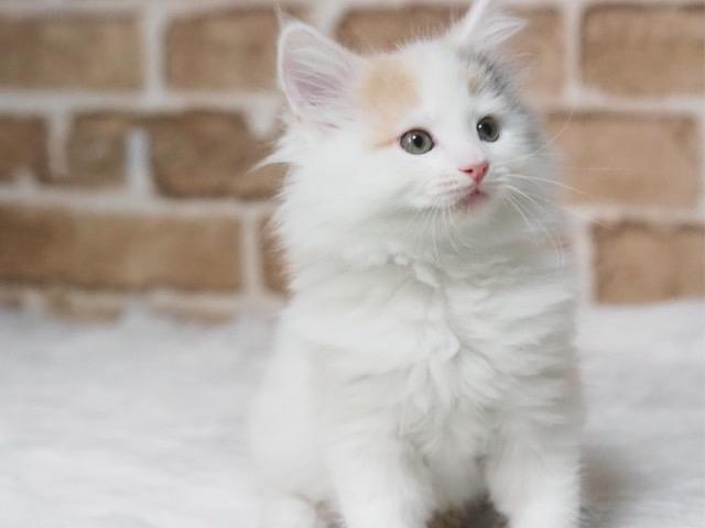 ノルウェージャンフォレストキャット