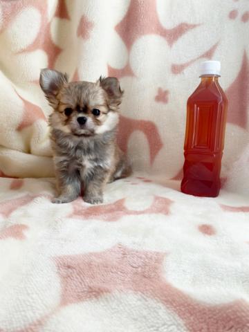 チワワ（ロングコート）