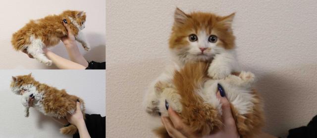 スコティッシュフォールド