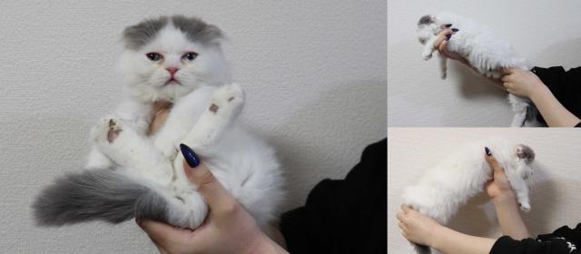 スコティッシュフォールド