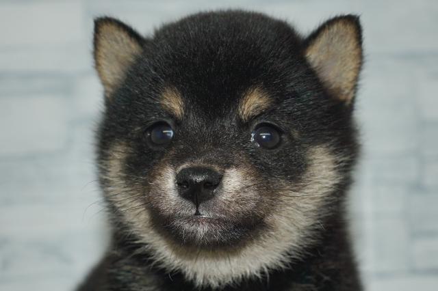 柴犬（230402）
