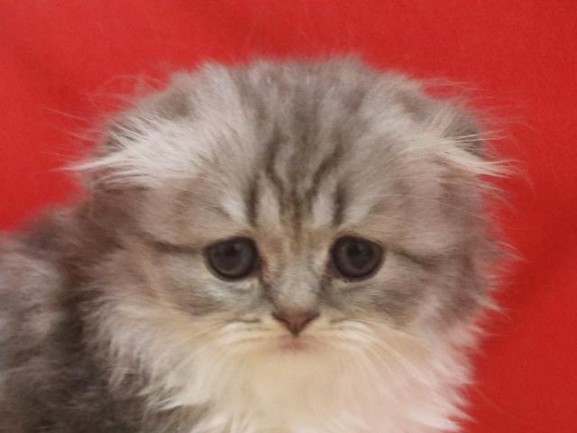 スコティッシュフォールド