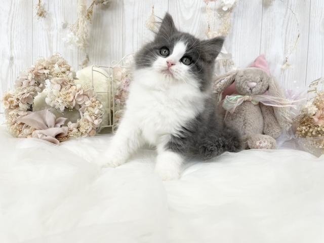 サイベリアン