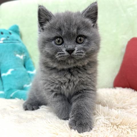 ブリティッシュショートヘア