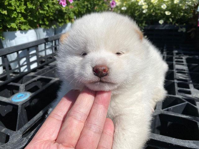柴犬