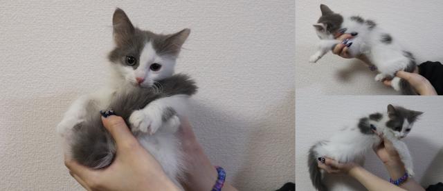 ノルウェージャンフォレストキャット