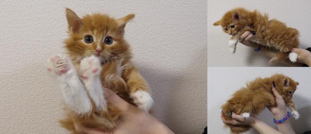 ノルウェージャンフォレストキャット