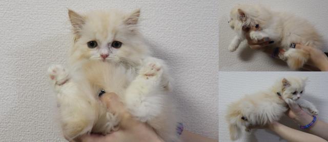 スコティッシュフォールド