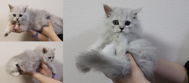 ペルシャ・ヒマラヤン