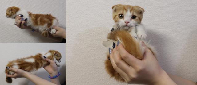 マンチカン短足