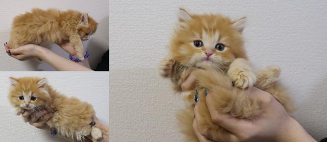 ミヌエット(旧ナポレオン)中足