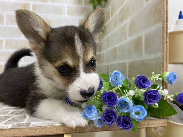 ウェルシュコーギーペンブローク