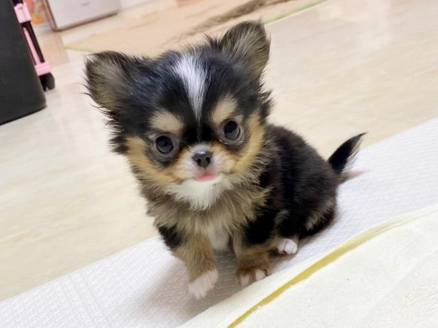 チワワ（ロングコート）