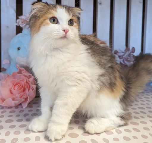 スコティッシュフォールド