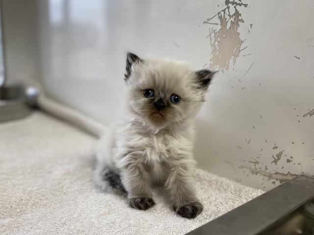 ペルシャ・ヒマラヤン