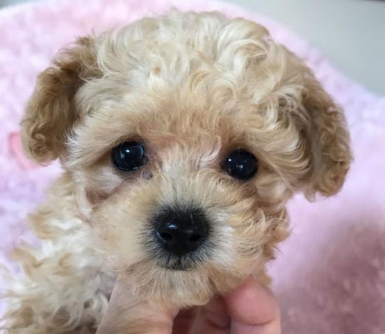 トイプードル
