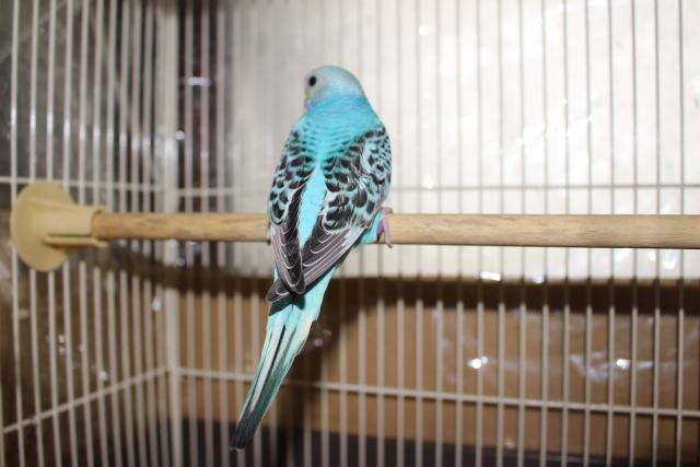 セキセイインコ　手乗り
