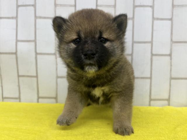 柴犬