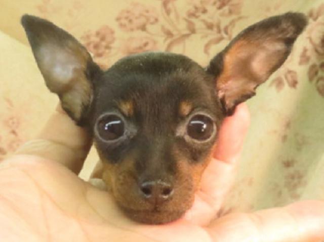ミニチュアピンシャー
