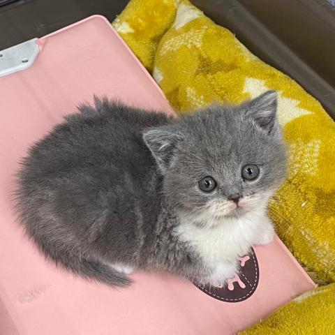 ブリティッシュショートヘア