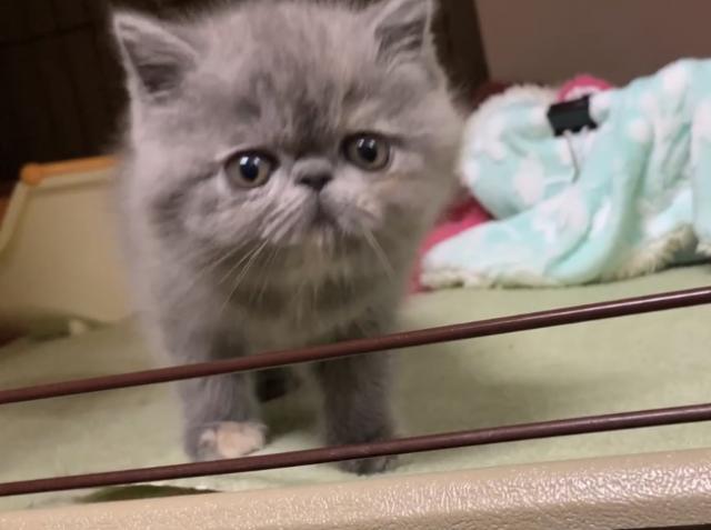 エキゾチックショートヘアー