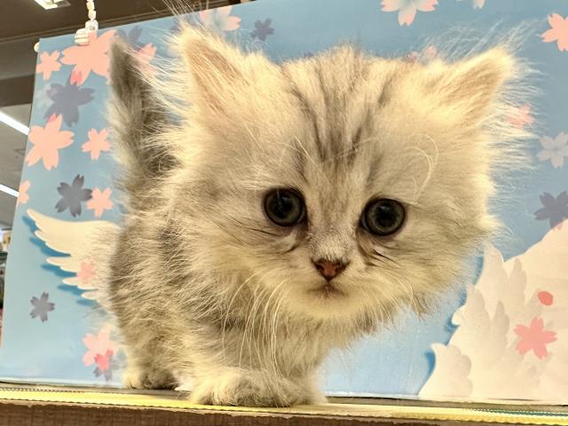 ペルシャ・ヒマラヤン
