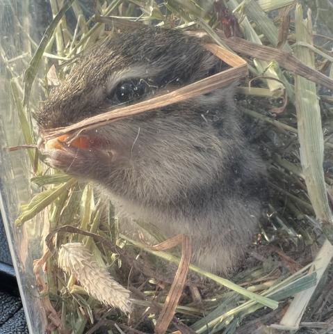シマリス