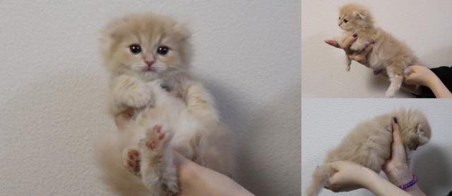 スコティッシュフォールド