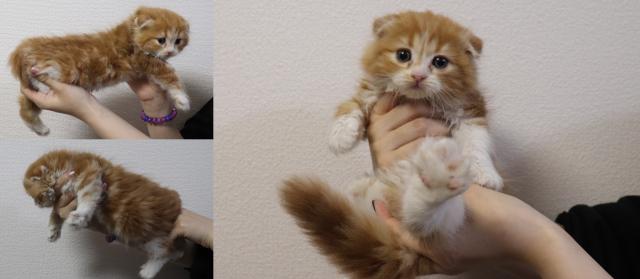 スコティッシュフォールド