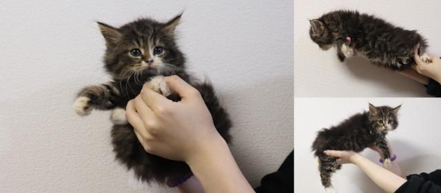 ミヌエット(旧ナポレオン)中足