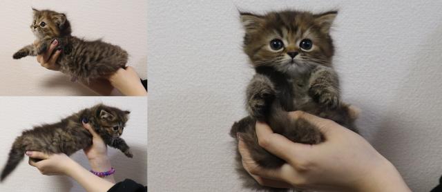 マンチカン短足