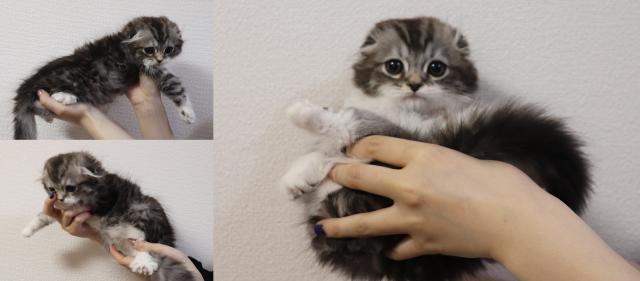 スコティッシュフォールド