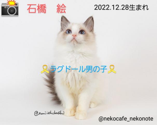 ラグドール🐱僕はセラピーキャットの訓練済⚾💓♥️❤️僕!..Cat'modelをしてるのにゃん🐱にゃん🐱