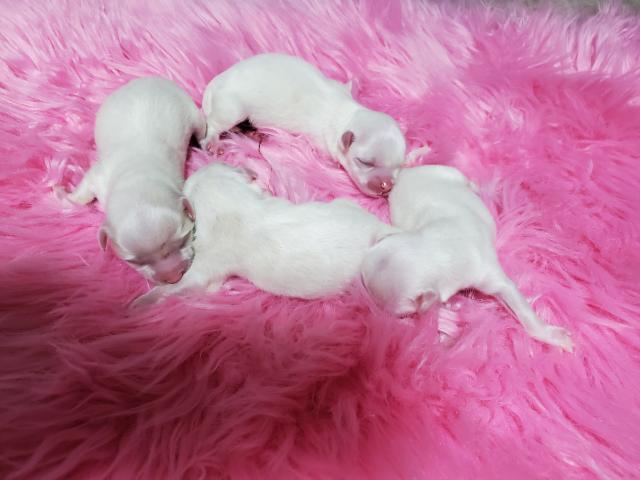 マルチーズ - 子犬や子猫たちのペット販売情報が満載「ペット マルチーズ - 子犬や子猫たちのペット販売情報が満載「ペット