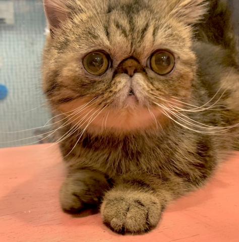 エキゾチックショートヘアー