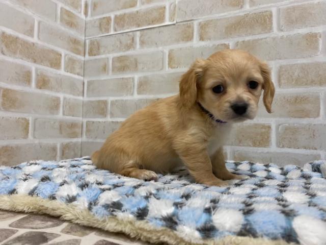 MIX(チワックス)