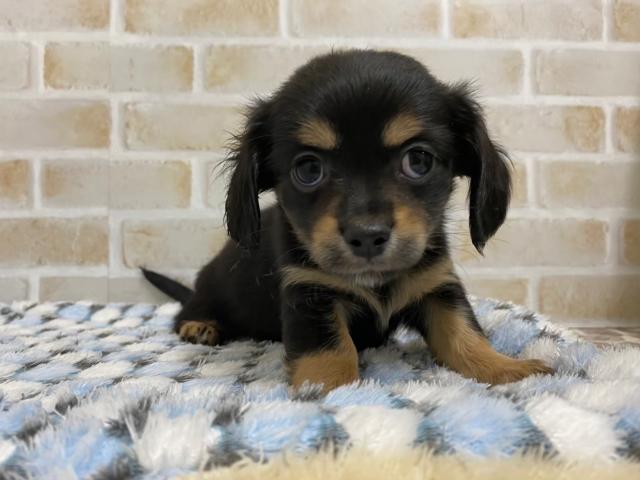 MIX(チワックス)