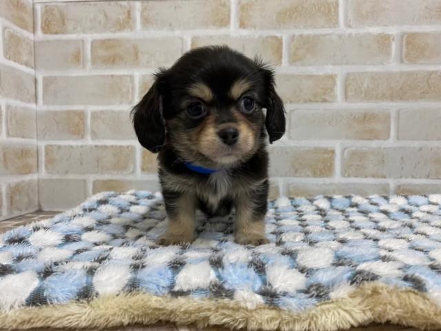 MIX(チワックス)