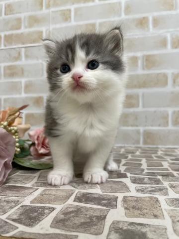 スコティッシュフォールド