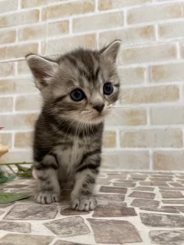 スコティッシュフォールド