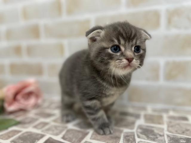 スコティッシュフォールド